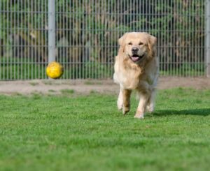 golden retriever, animal shelter, dog boarding, animal boarding, purebred dog, dog runs after ball, on ball hunting, motion recording, meadow, spout, enclosure, dog on ball hunt, dog plays, fetch ball, golden retriever, golden retriever, animal shelter, animal shelter, animal shelter, animal shelter, animal shelter, dog boarding, dog boarding, dog boarding