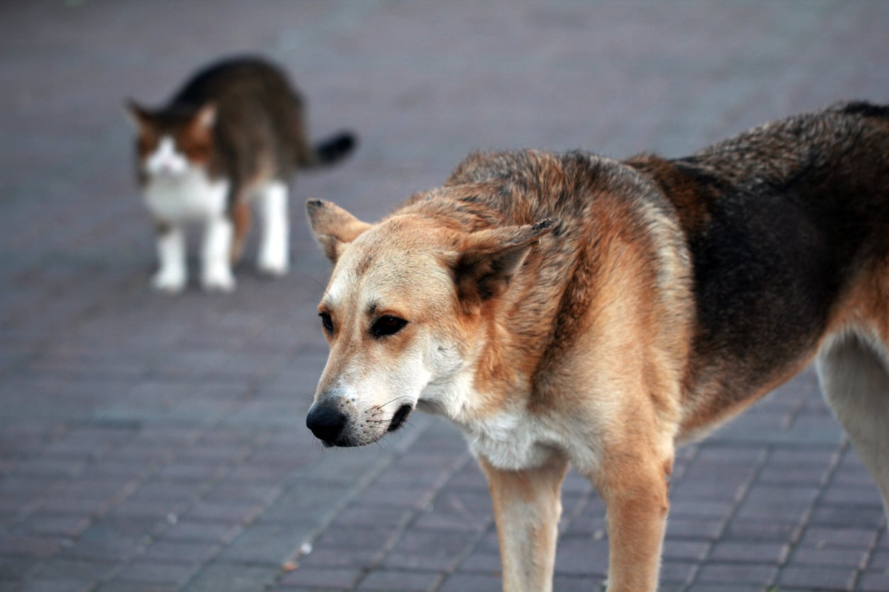A dog walking on pavement with a cat standing behind it.