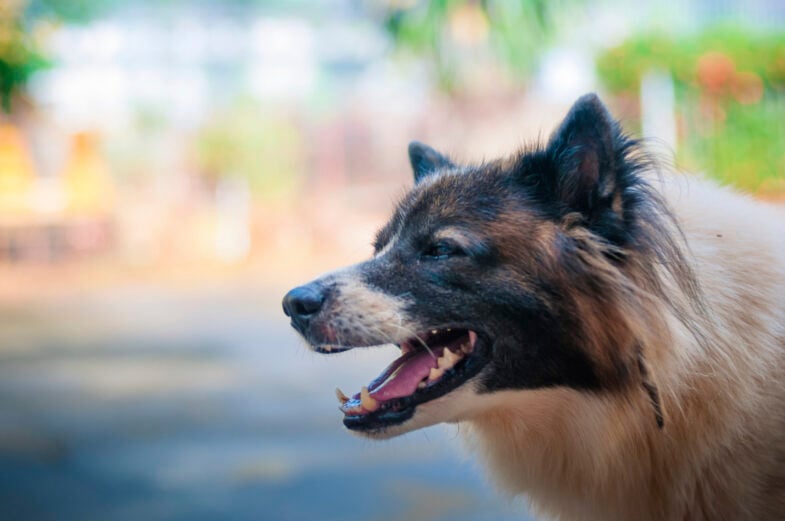 A shepherd-type dog outdoors with its mouth open.